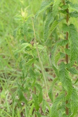 Schizocephala bicornis