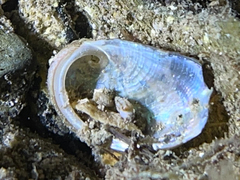 Haliotis tuberculata