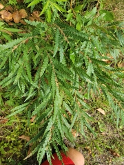 Comptonia peregrina