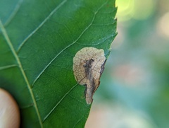 Cameraria caryaefoliella