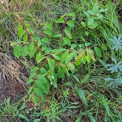 Apocynum androsaemifolium