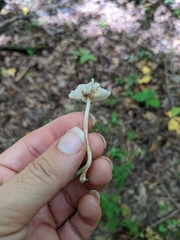 Lepiota cristata