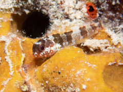 Blenniiformes