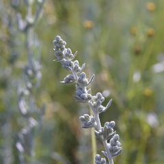 Artemisia ludoviciana