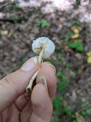 Lepiota cristata