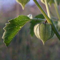 Physalis neomexicana