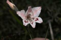 Gladiolus debilis