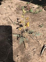 Hoffmannseggia glauca