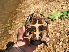 Sternotherus odoratus
