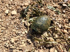 Sternotherus odoratus