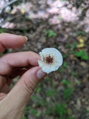 Lepiota cristata