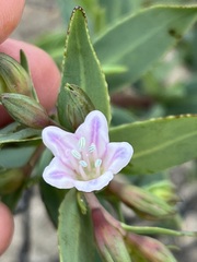 Lobostemon glaucophyllus