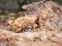 Dolabrifera ascifera