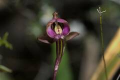 Disperis capensis capensis