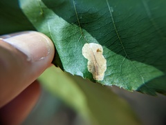 Cameraria caryaefoliella