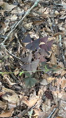 Oxalis triangularis