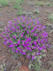 Mirabilis multiflora