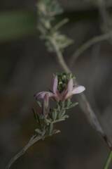 Indigofera brachystachya