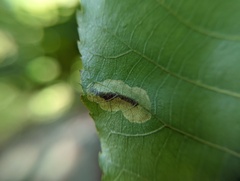 Cameraria caryaefoliella