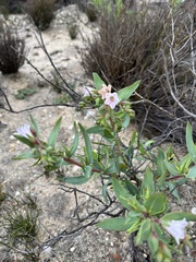 Lobostemon glaucophyllus