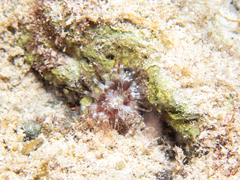 Anthozoa