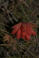 Erica cerinthoides
