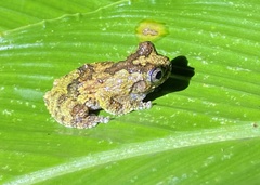 Dendropsophus marmoratus