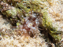 Anthozoa
