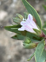 Lobostemon glaucophyllus