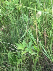 Anemone cylindrica