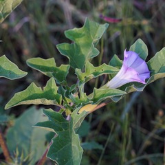 Datura quercifolia