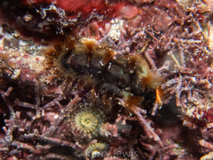 Acanthochitona astrigera