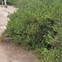 Ceanothus velutinus