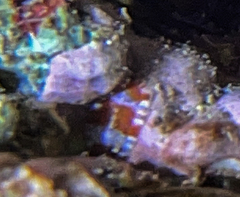 Rhyssoplax olivacea