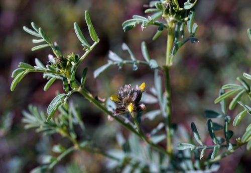 Image of Dalea brachystachya by (c) Andrew Tree, some rights reserved (CC BY)