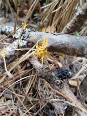 Calocera cornea