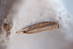 Agriphila vulgivagellus