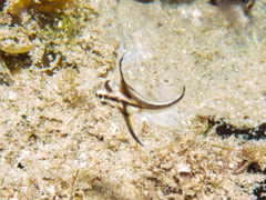 Pareques acuminatus