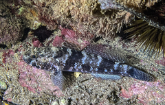 Gobius paganellus