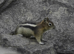 Callospermophilus lateralis