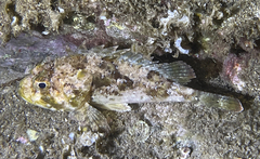 Scorpaena porcus