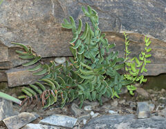 Pellaea atropurpurea
