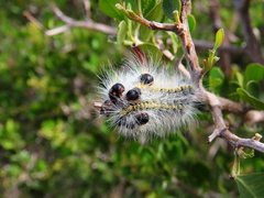 Bombycomorpha bifascia