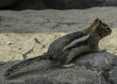 Callospermophilus lateralis