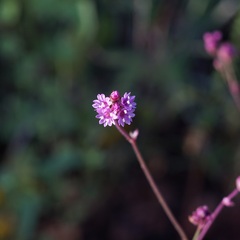 Boerhavia purpurascens