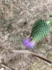 Closterotomus norwegicus