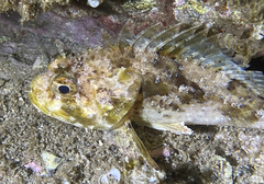 Scorpaena porcus