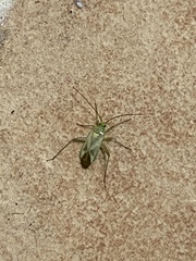 Closterotomus norwegicus