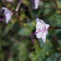 Mirabilis longiflora