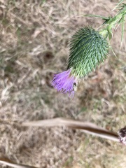 Closterotomus norwegicus